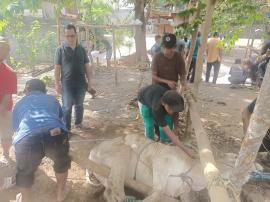 Setelah Laksanakan Sholat Idul Adha, Lurah Tepus Lakukan Pemantauan Penyembelihan Hewan Qurban.